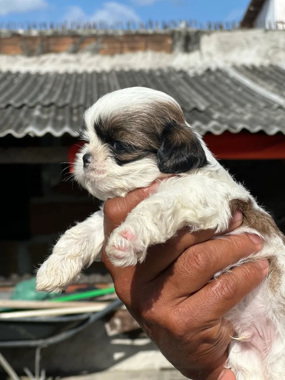 Shitzu disponível  - Foto 3