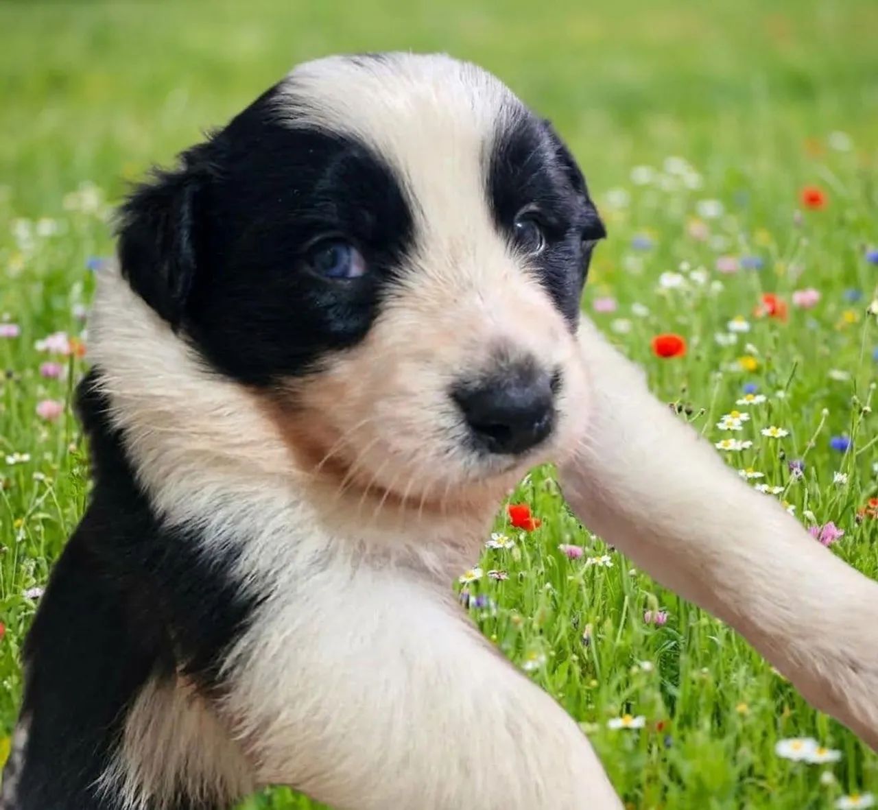 Filhotes de Border Collie Puros - Foto 5