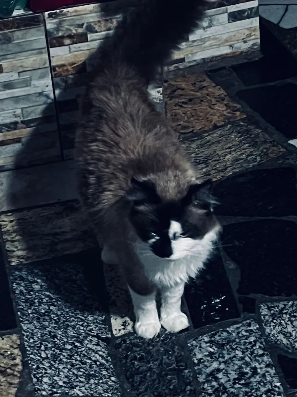 Doação de gatinha linda 