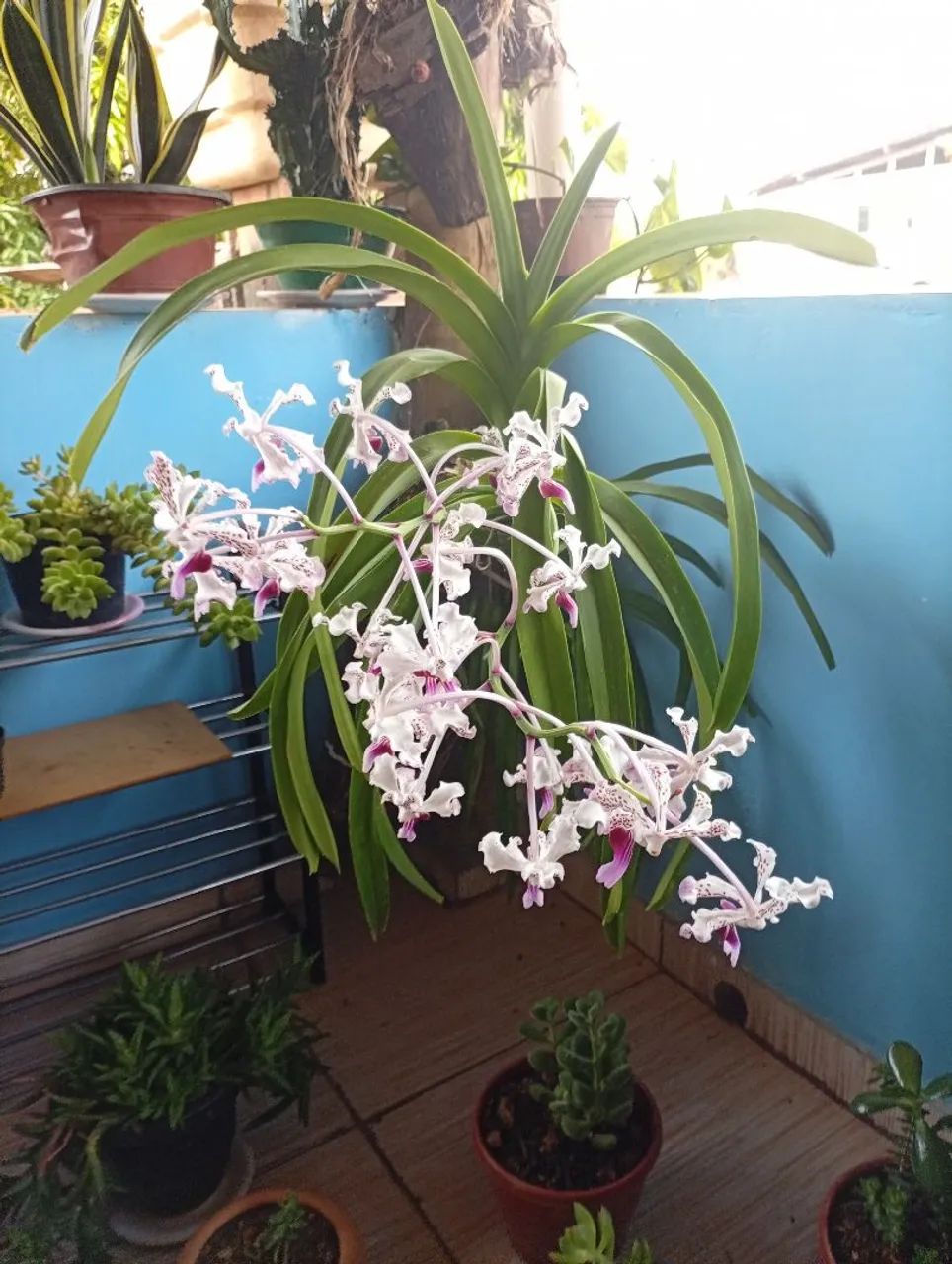Orquídea Vanda florida  - Foto 2