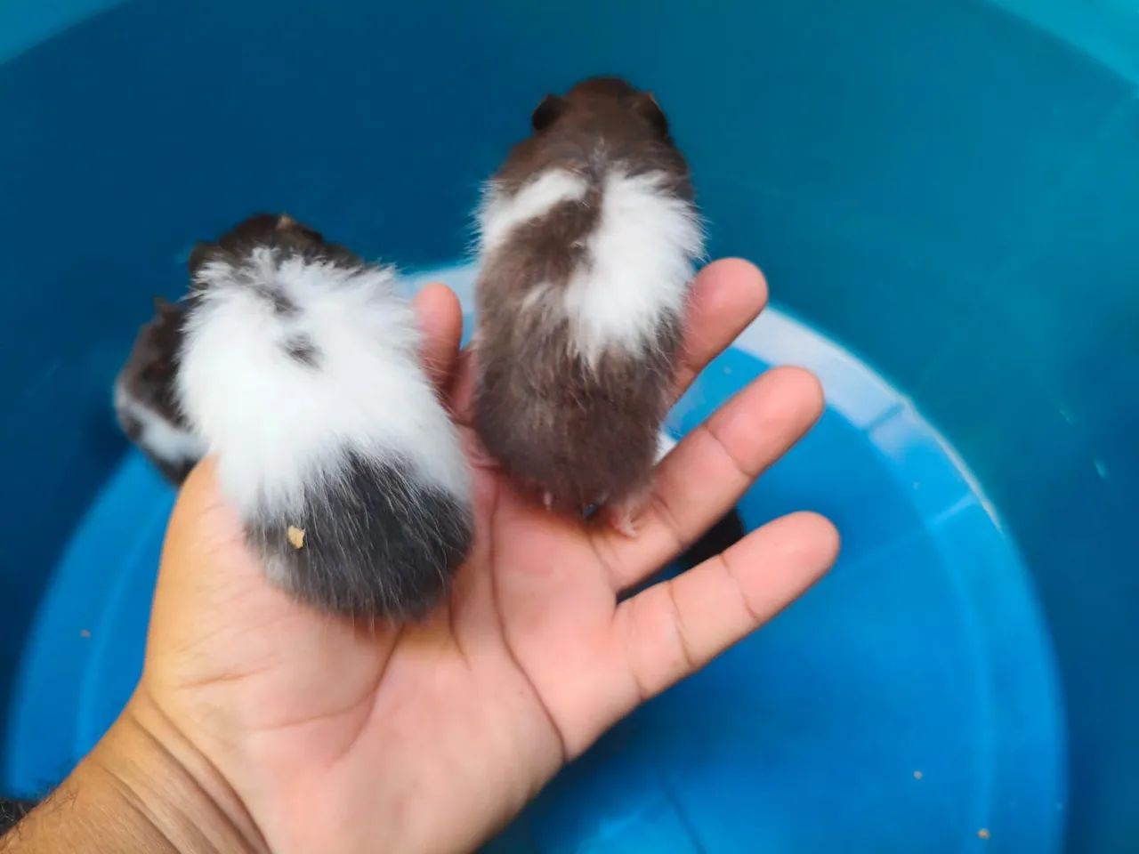 Hamster Sírio  - Foto 2