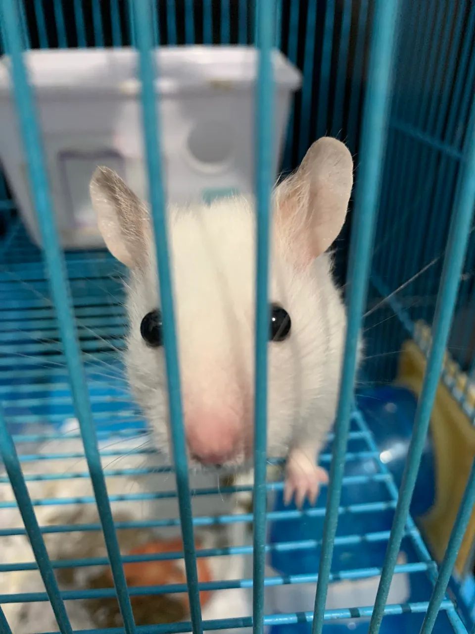 Hamster sírio 65578314924289121