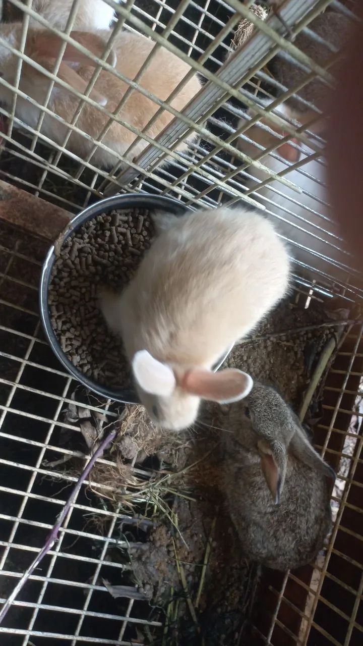 Vendo coelhos - Foto 5