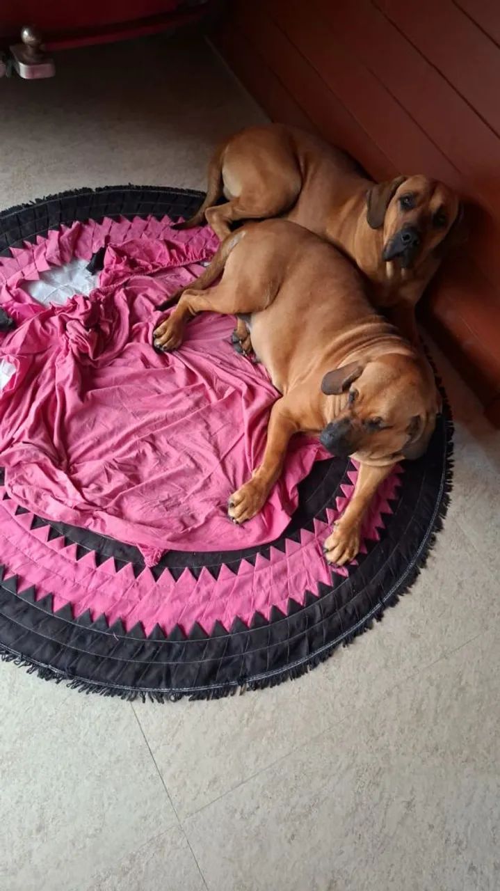 Fila Brasileiro  - Foto 4