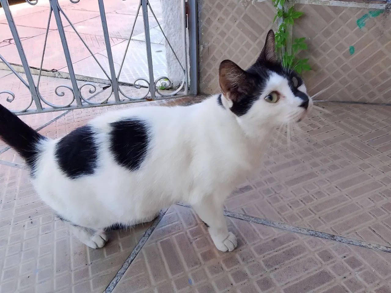 Gatinha muito dócil para adoção  - Foto 2