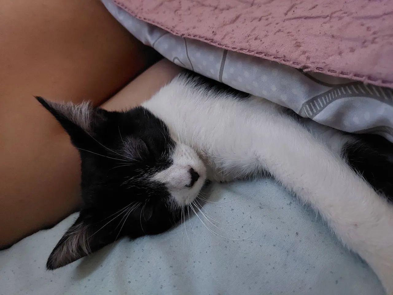 Doação de gatinha  - Foto 2