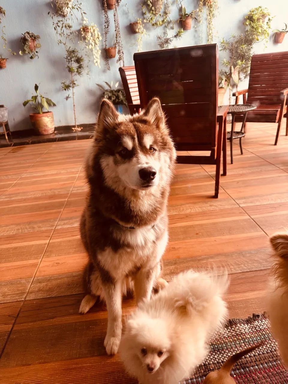 Husky siberiano fêmea cruza  - Foto 5