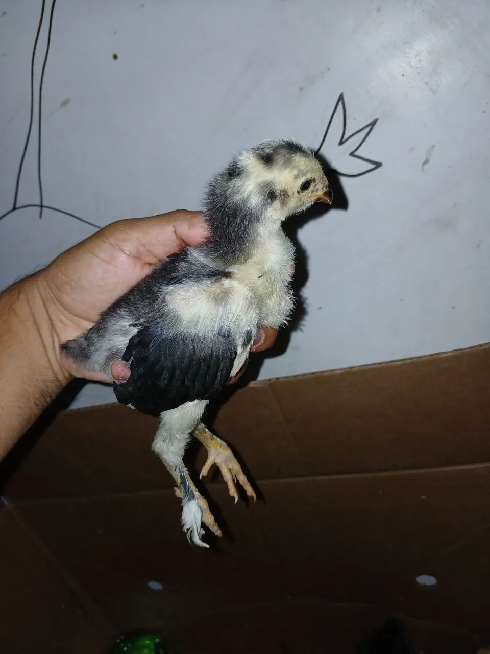 Pintinhos Brahma