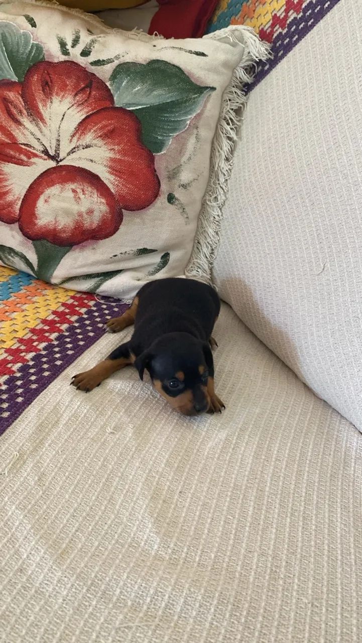 Lindo Pinscher 
