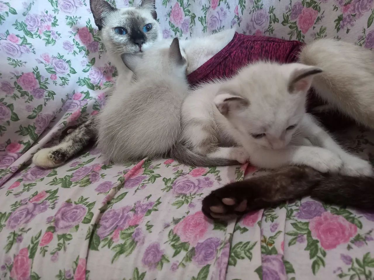 Doacao de gatinlhos - Foto 4