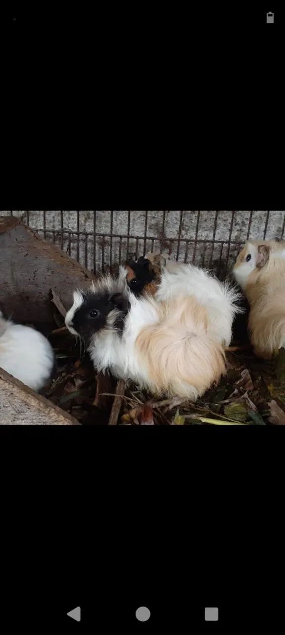 Porquinhos Peruanos e Sheltie 