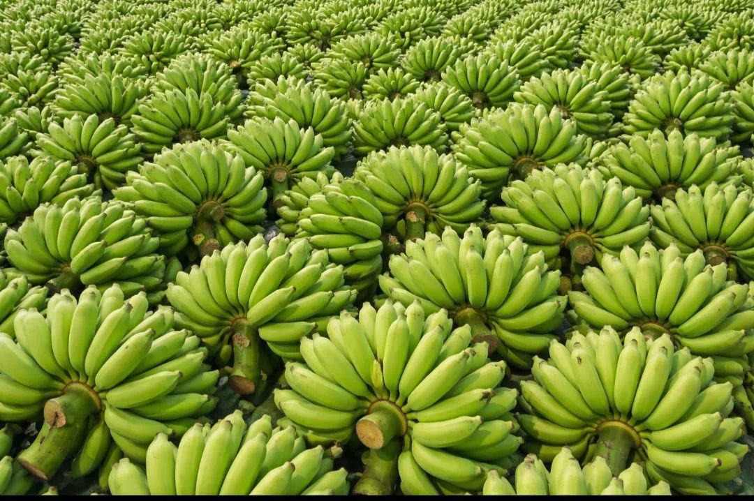 Bananas Verdes em Grande Quantidade - Foto 2