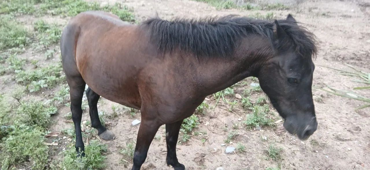 Cavalo piquira muito bonito!!! - Foto 4