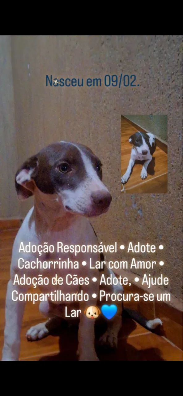 Cachorro  - Foto 4