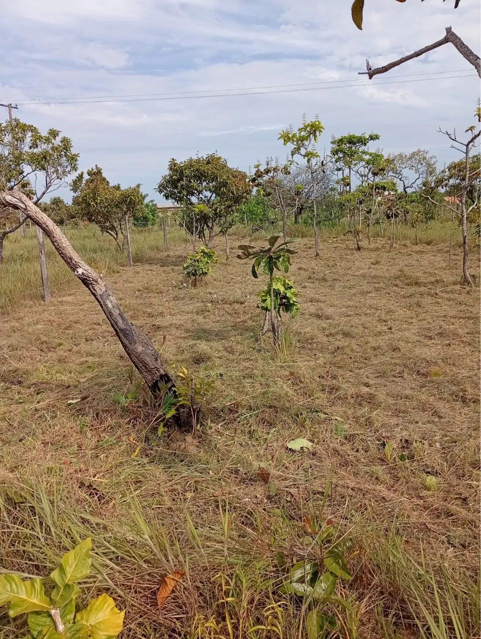 Terreno venda  - Foto 2