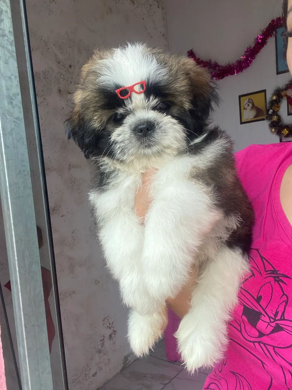 Vende-se filhote macho de shih tzu - Foto 2