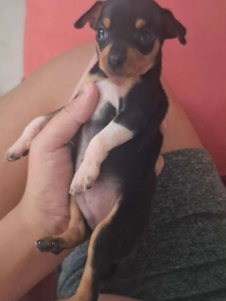 Pinscher 1 com pedigree - Foto 2