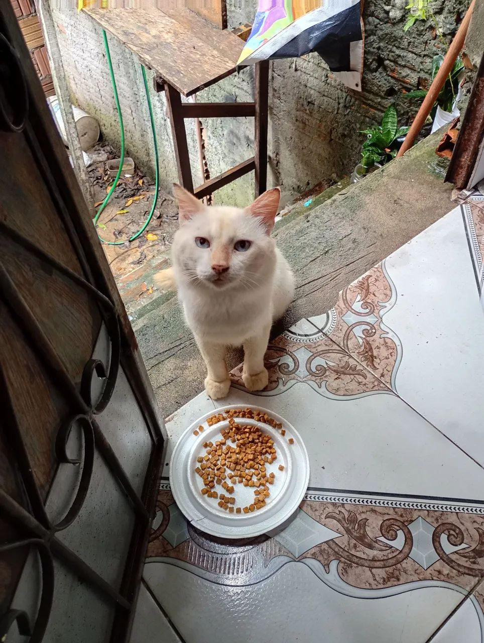 Gato siames - Foto 3