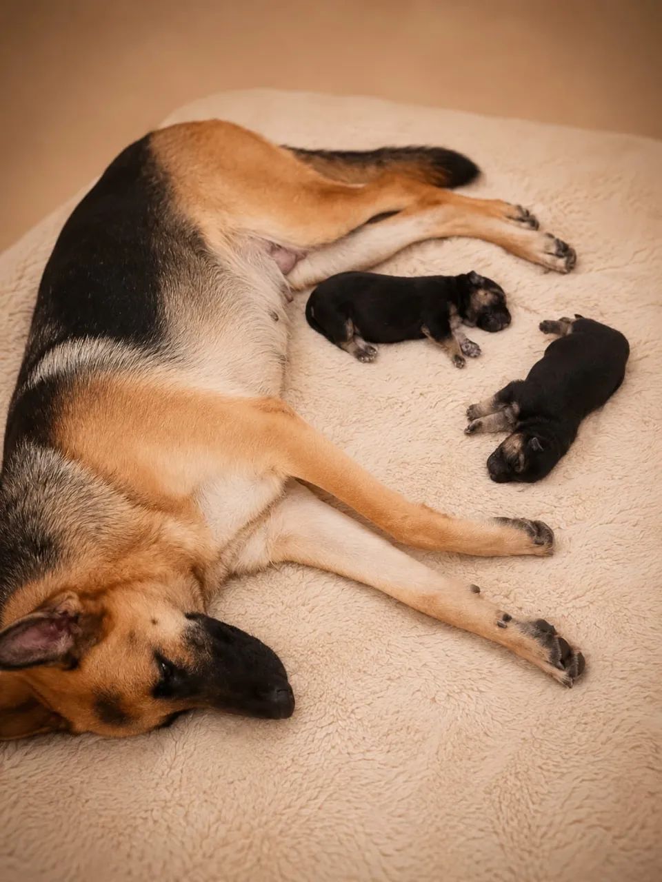  Cachorro Pastor Alemão Capa Preta - Foto 3