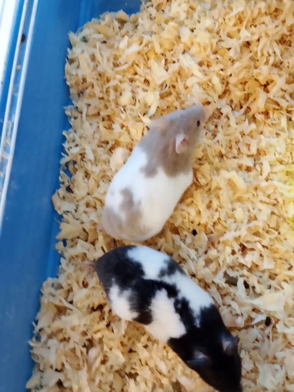 Hamster Sírio  - Foto 3