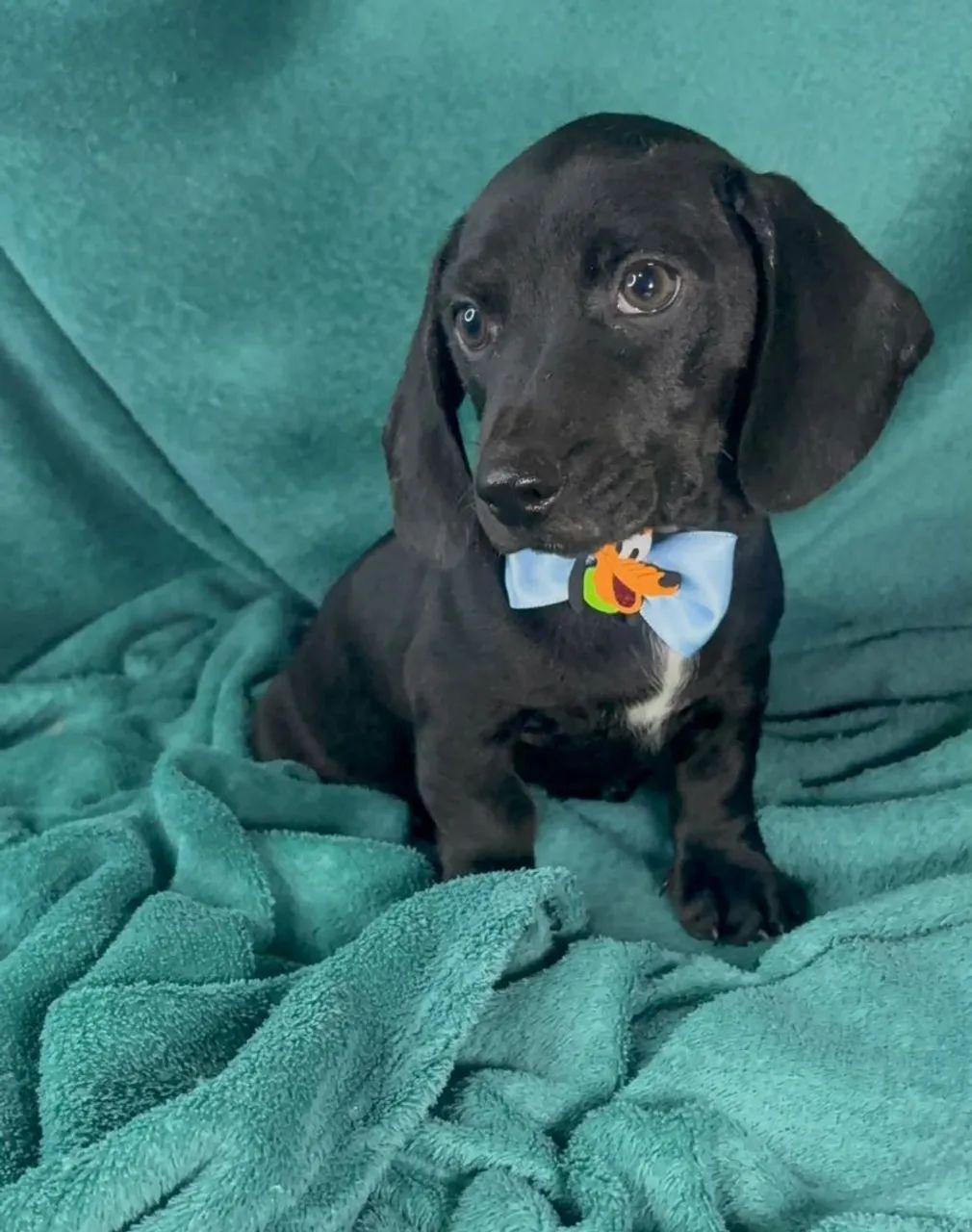 Dachshund  Macho  - Foto 2