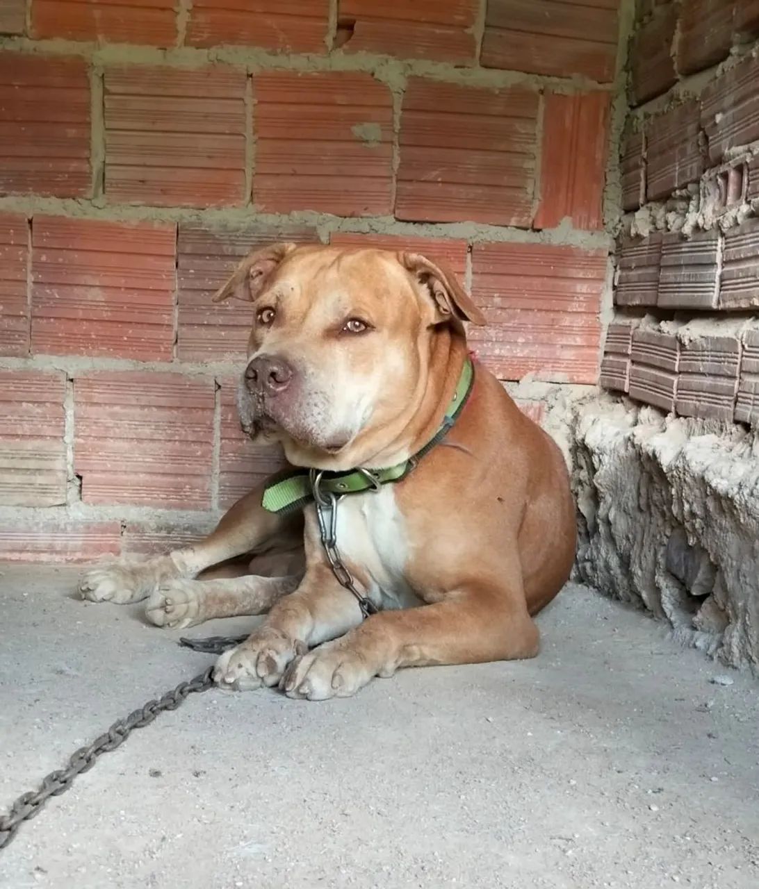Pit Bull Red Nose 