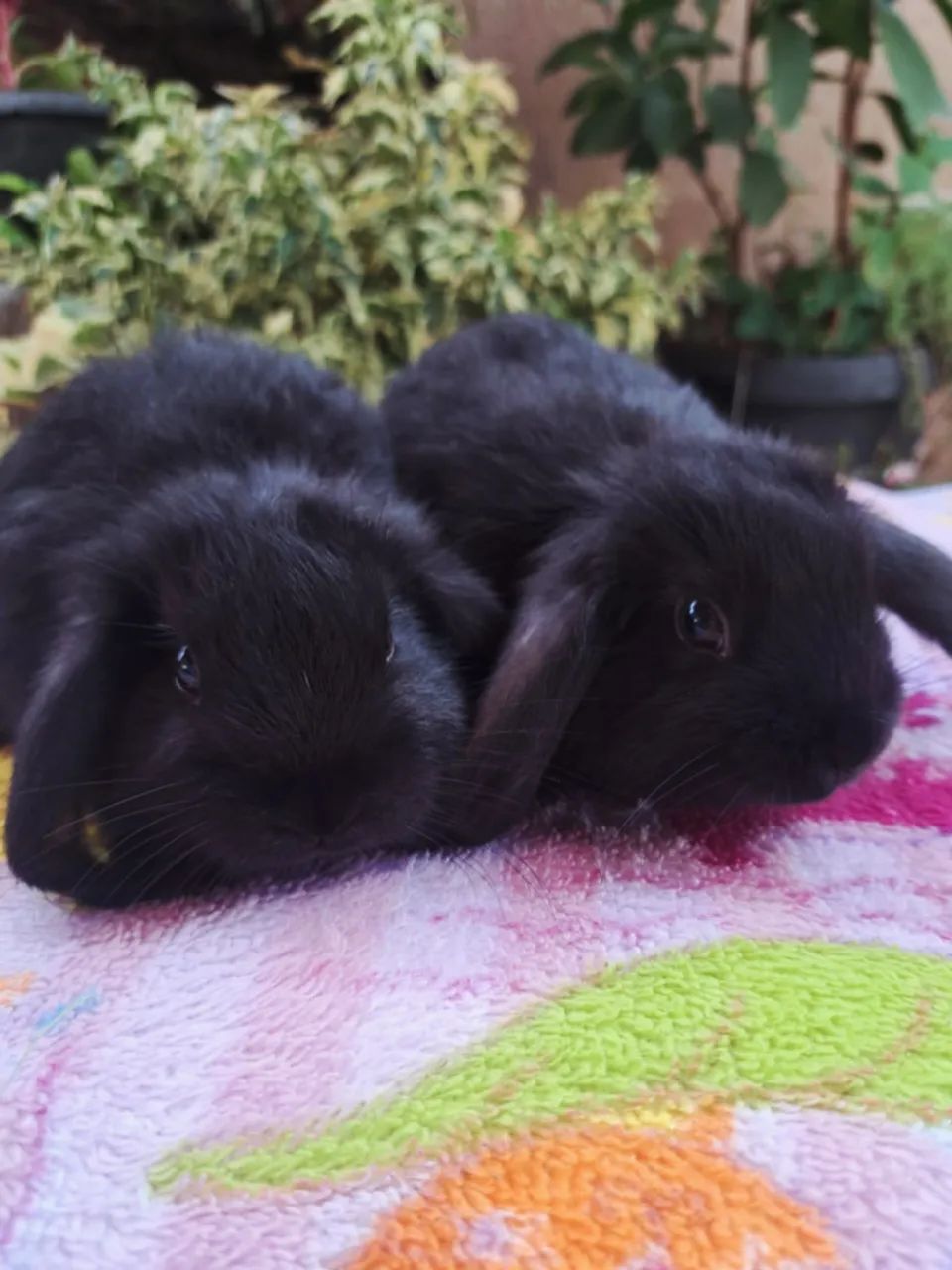 Mini coelhos 