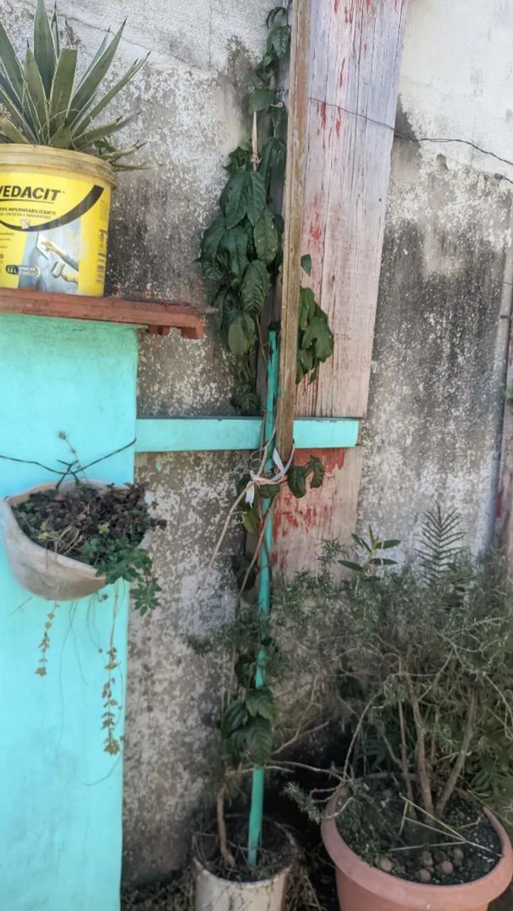 Pé de Maracujá  - Foto 2