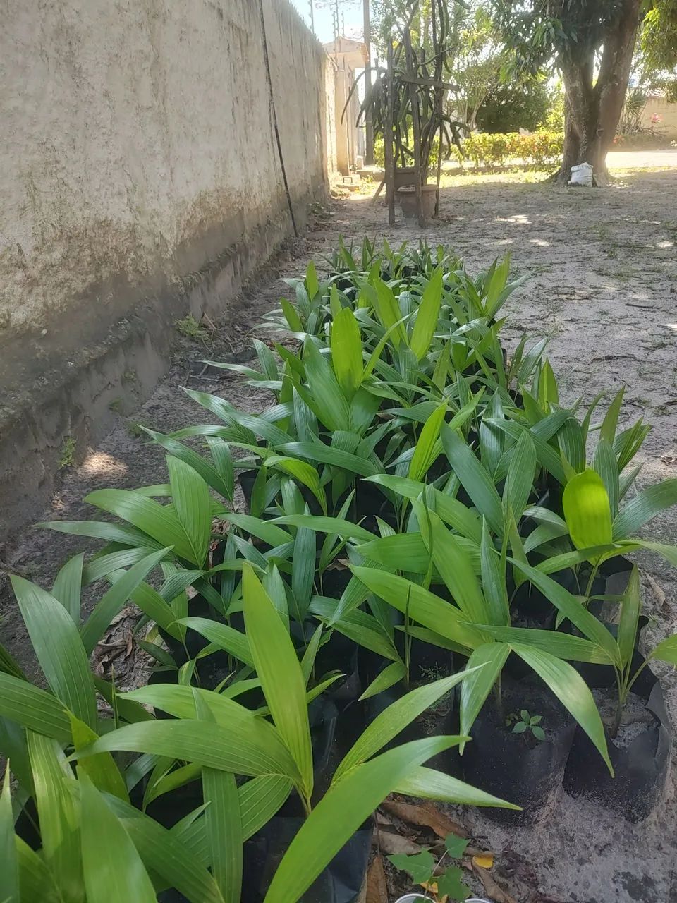 Palmeiras imperial ( mudas ) - Foto 2