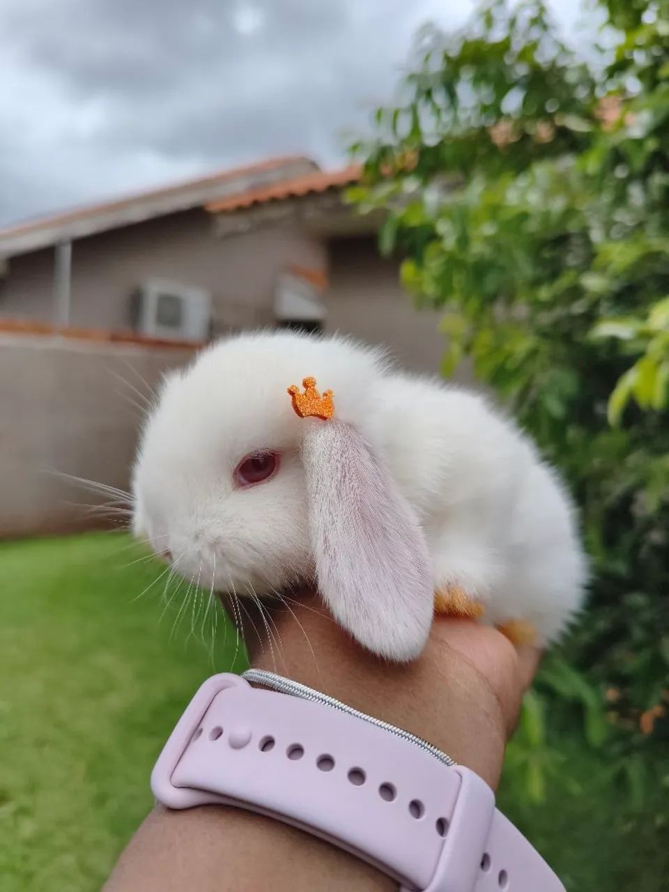 Mini lop - Foto 3