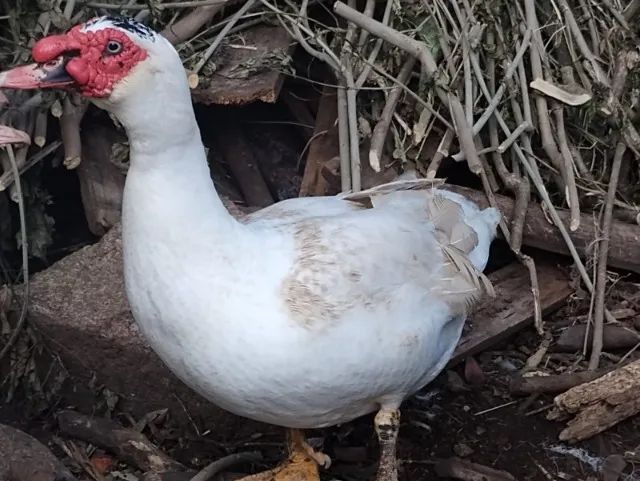 patos