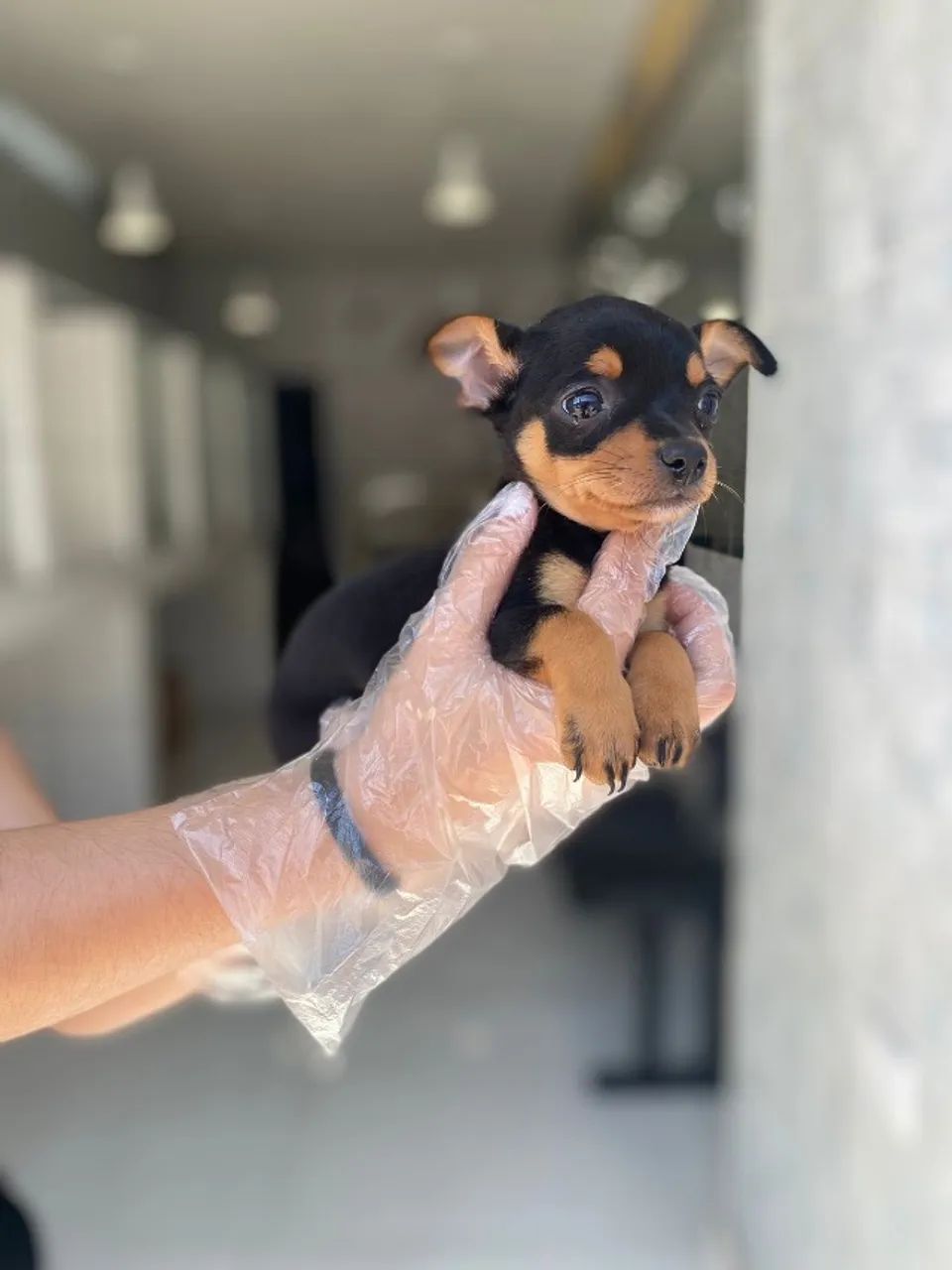 Pinscher zero - Macho chocolate cor inédita com segurança e procedência - Foto 3