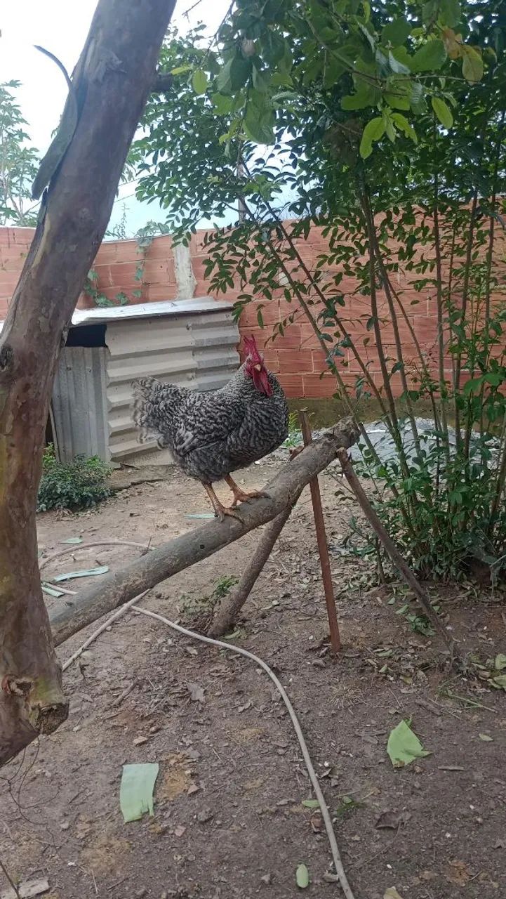 Galo 