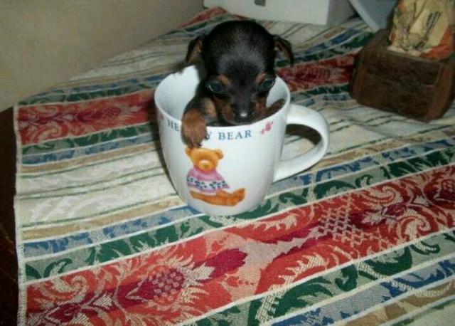 Pinscher zero fêmea 5xS/J (71)98631-7376 entregamos