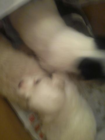 Lhasa apso puros filhotes macho e femea