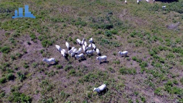 FAZENDA PARA GADO DE 14.950 HECTARES NA REGIÃO DE POCONÉ-MT - Foto 19