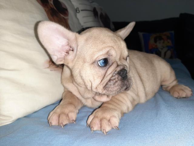 Buldogue francês