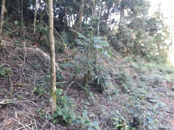 Terreno à venda, 5400 m² - Carlos Guinle - Teresópolis/RJ