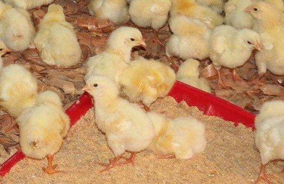 Ração crescimento para aves 25 kg - Foto 2