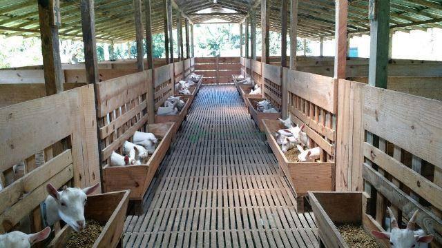 Fazenda rural à venda, Serra do Capim, Teresópolis. - Foto 13