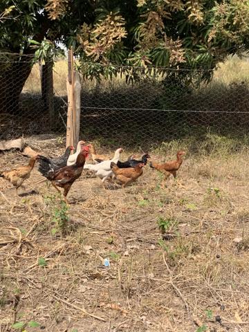 Chácara na comunidade Carrijo - Foto 5