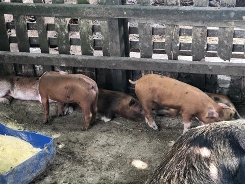 Porco bacurim de 1 qualidade em parnamirim