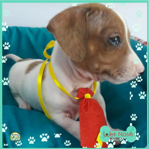 Lindos Machos de Dachshund - na Semana das Crianças na Wet Nose