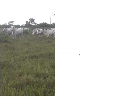40ha. 10km de Cuiabá mt -pastagens cercados, casa, poço semi-artesiano - Foto 4