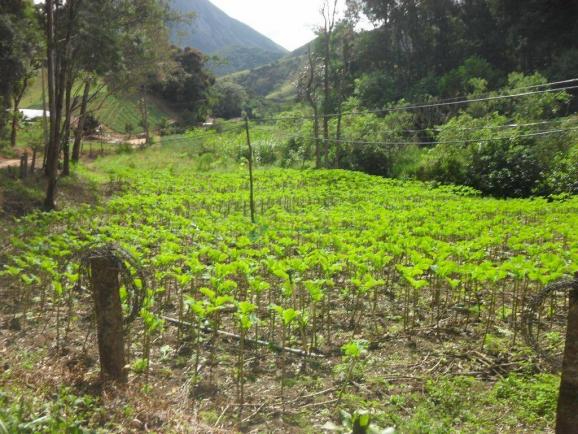 Sítio rural à venda, Venda Nova, Teresópolis. - Foto 13