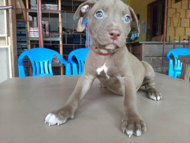 Oportunidade Filhotes de Pitbull puros - Foto 6