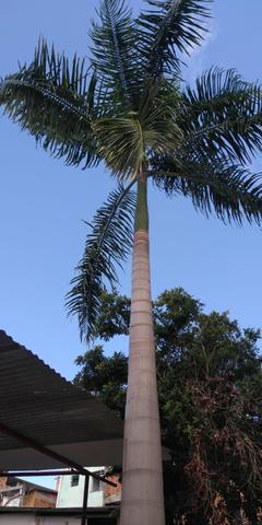 Coqueiro