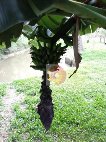 Chácara à venda, 10000 m² por R$ 650.000 - Zona Rural - Fazenda Rio Grande/PR - Foto 13