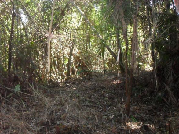 Terreno residencial à venda, Vargem Grande, Teresópolis. - Foto 12