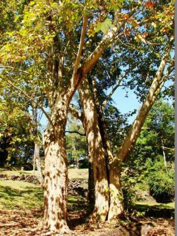 Belíssima área retirada do centro de Gramado com Hotel - Foto 7